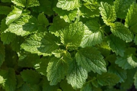 Lemon Balm for Loss and Grief Herbal Healing Image